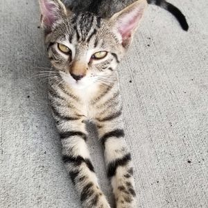 Meet your Posher, Heidi